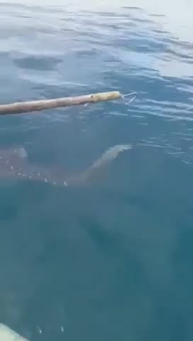 Des pêcheurs aident un requin baleine coincé dans une corde