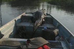 Un alligator se paye une balade en bateau