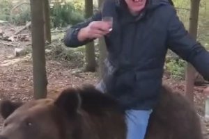 Ivre, un Russe fait le con sur le dos d’un ours