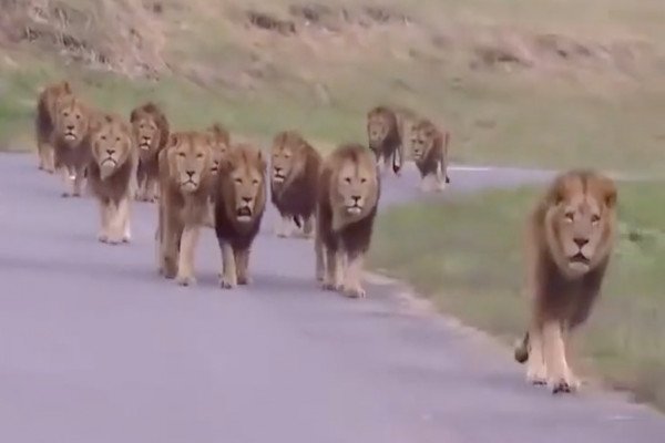 Un troupeau de lions se dirige vers sa voiture lors d'un safari