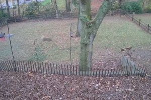 Un chien se fait attaquer par un cerf (États-Unis)
