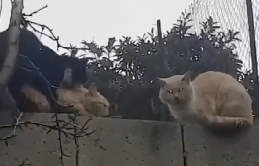 Des chats font la queue pour tirer leur coup